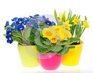 Spring flowers in colorful pots on white