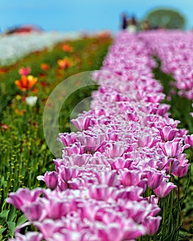Primavera tulipanes 
