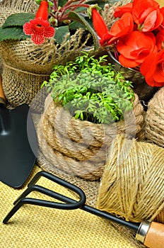 Spring flowers and cress sprouts.