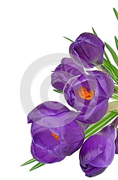Spring Flowers Crocus