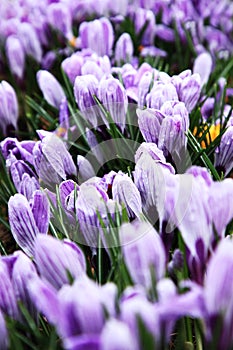 Spring flowers, crocus