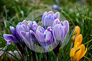 Spring flowers crocus ambience plants photo