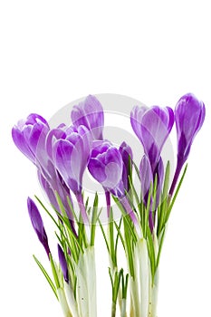 Spring flowers, crocus, isolated photo