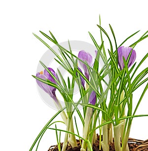 Spring flowers crocus