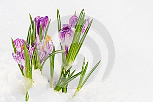 Spring flowers, crocus in the snow