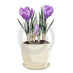 Spring flowers, crocus. Vector illustration.