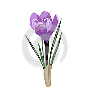 Spring flowers, crocus. Vector illustration.