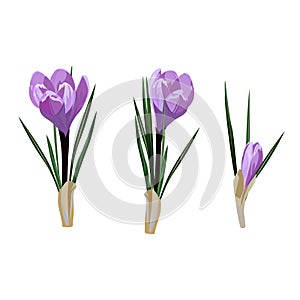 Spring flowers, crocus. Vector illustration
