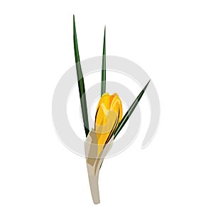 Spring flowers, crocus. Vector illustration.