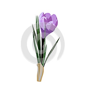 Spring flowers, crocus. Vector illustration.