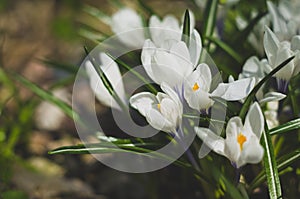 Spring flowers. Crocus vernus.