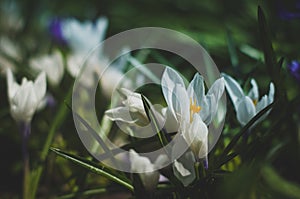 Spring flowers. Crocus vernus.