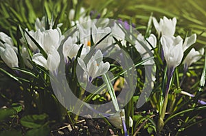 Spring flowers. Crocus vernus.