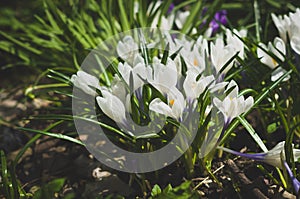 Spring flowers. Crocus vernus.