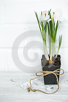 Spring flowers crocuses