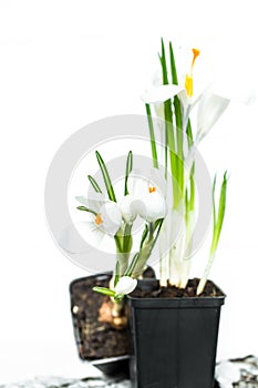 spring flowers crocuses