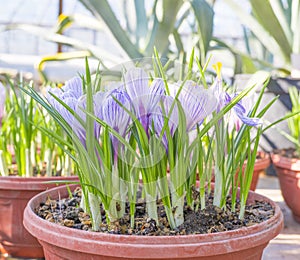 Spring flowers crocuses in a greenhouse and reviving nature