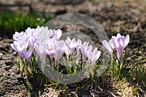 Spring flowers crocuses and reviving nature on a sunny day