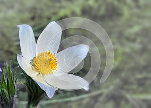 Spring flowers cutleaf anemone