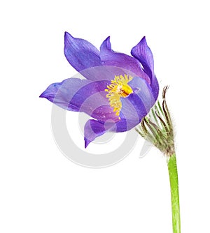 Spring flowers cutleaf anemone