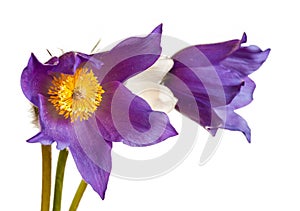 Spring flowers cutleaf anemone