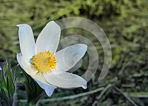 Spring flowers cutleaf anemone