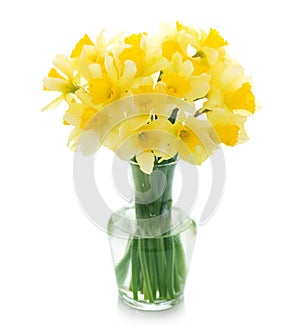Spring Flowers.Daffodil