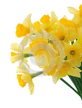 Spring Flowers.Daffodil