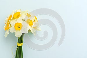 Spring flowers daffodil bouquet - top view of white narcissus on blue pastel background with copy space.