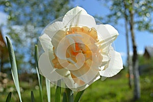 Spring flowers: daffodil