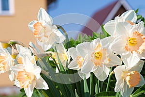 Spring flowers daffodils blossomed in garden