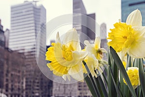 Spring flowers, daffodils, in moderncity,