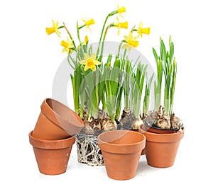 Spring Flowers - Daffodils and Plant Pots