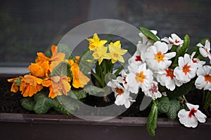 Spring flowers - daffodils and polyanthus - in the box