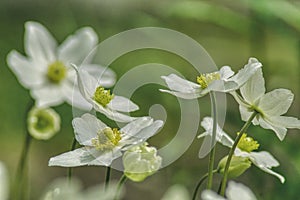 Spring flowers, dancing pairs of anemones