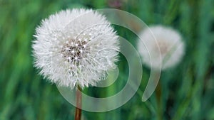 Spring flowers of dandelions in green grass backgrounds.