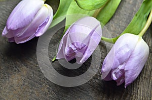 Spring flowers decoration with pink tulips border on old wooden table with copy space.