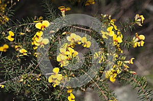 Spring flowers of a dillwynia glaberrima or smooth parrot-pea plant, an Australian native