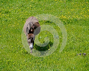 Spring flowers and a donkey