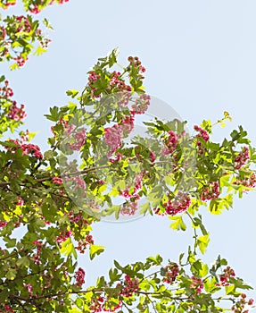 Spring Flowers of the Double Pink Hawthorn in a Woodland Garden Crataegus laevigata `Rosea Flore Pleno`.