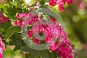 Spring Flowers of the Double Pink Hawthorn in a Woodland Garden Crataegus laevigata `Rosea Flore Pleno`.