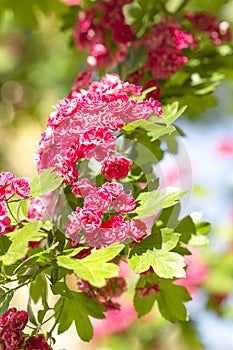 Spring Flowers of the Double Pink Hawthorn in a Woodland Garden Crataegus laevigata `Rosea Flore Pleno`.