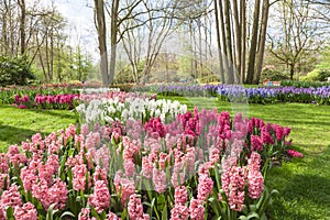 Spring flowers in dutch spring garden Keukenhof (Lisse, Netherlands)