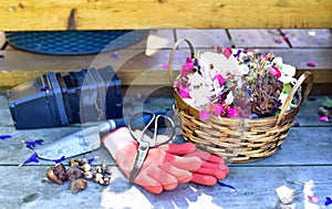 Spring flowers in early season garden with tools and flower basket with garden maintenance