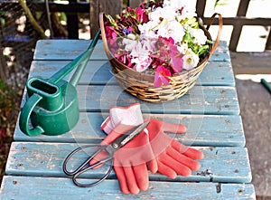 Spring flowers in early season garden with tools and flower basket with garden maintenance