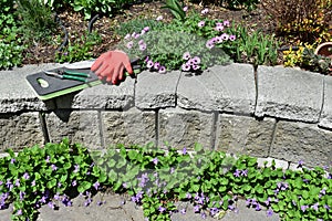 Spring flowers in early season garden with tools and weeding pail ready for garden maintenance