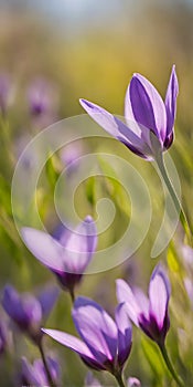 Spring flowers emerging gently, a burst of life in a minimalist landscape. Softly out of focus, lending an ethereal charm