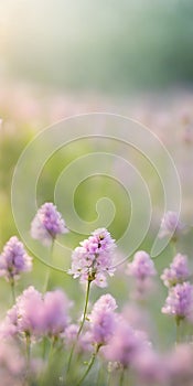 Spring flowers emerging gently, a burst of life in a minimalist landscape. Softly out of focus, lending an ethereal charm