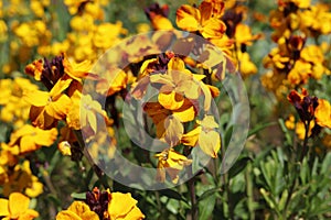 Spring flowers of Erysimum cheiri also known as the Wallflower.