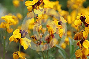 Spring flowers of Erysimum cheiri, Wallflower.